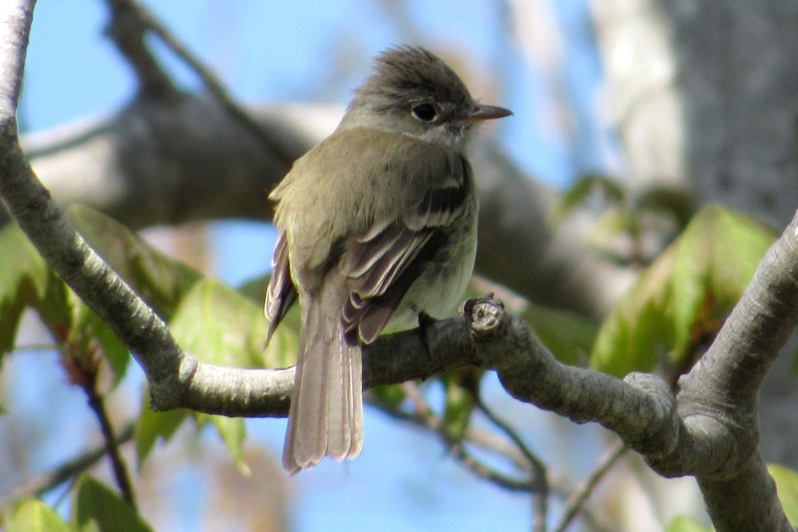 Least Flycatcher at Valley View Provincial Park, NS on May 21, 2021 - Larry Neily